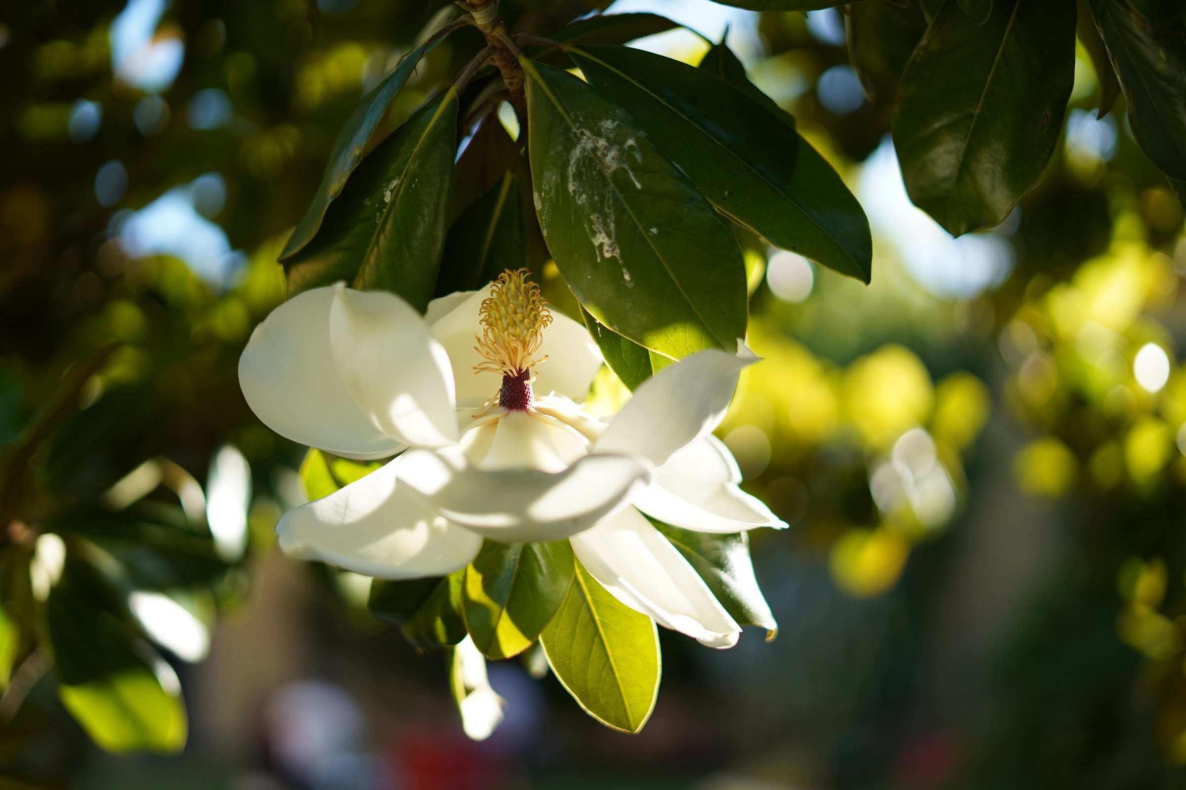 A creamy white Southern magnolia blossom among glossy dark leaves
