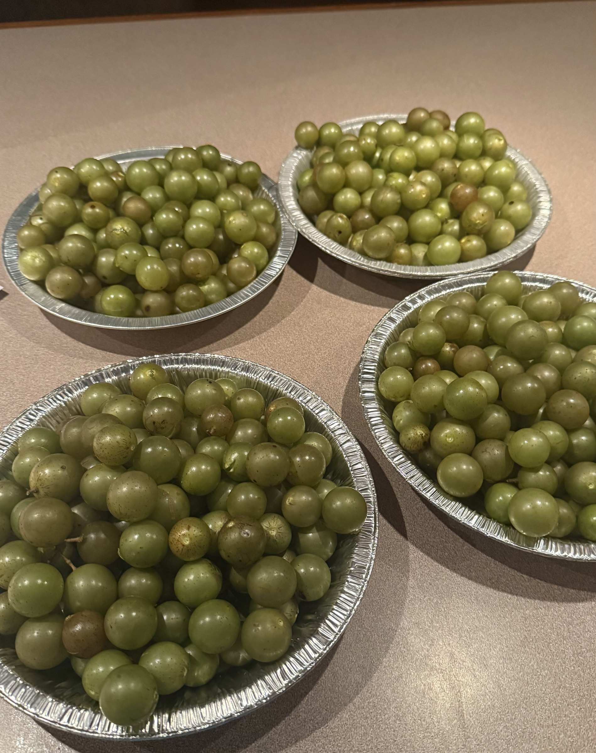 Fresh scuppernong muscadines gathered in small tins